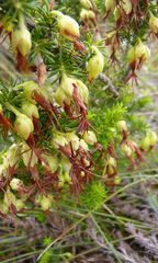Erica intermedia intermedia