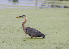 Ardea herodias