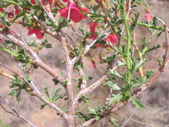 Hermannia grandiflora
