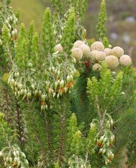 Erica intermedia intermedia