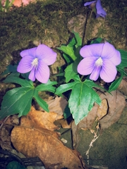 Viola palmata