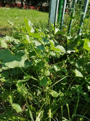 Malva pusilla