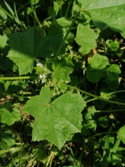 Malva pusilla
