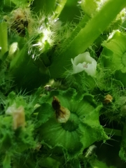 Malva pusilla