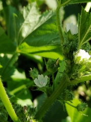 Malva pusilla