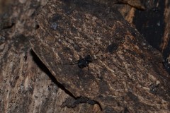 Nemastoma