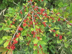 Ribes diacanthum