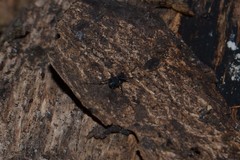 Nemastoma