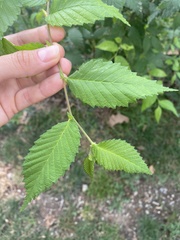 Ulmus