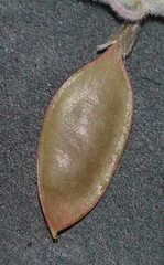 Lessertia lanata