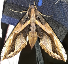 Xylophanes ceratomioides
