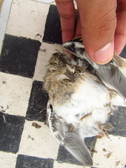 Thinocorus rumicivorus