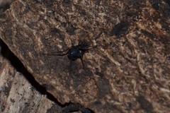 Nemastoma