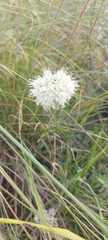 Allium stellerianum