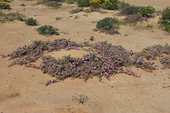 Amphibolia succulenta