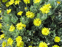 Euryops pectinatus pectinatus