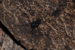 Nemastoma