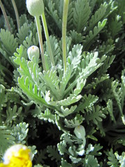 Euryops pectinatus pectinatus