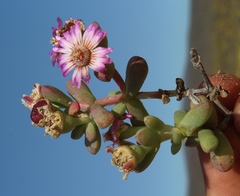 Amphibolia succulenta
