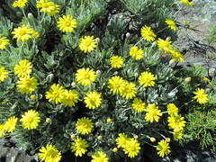 Euryops pectinatus pectinatus
