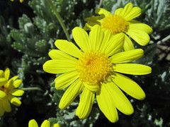Euryops pectinatus pectinatus
