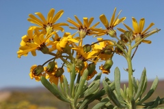 Othonninae