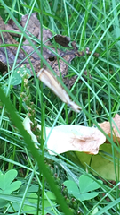 Agriphila straminella