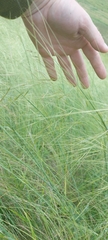 Stipa capillata