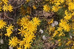 Othonninae