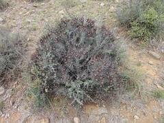 Euphorbia heptagona