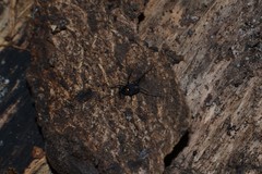 Nemastoma
