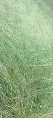 Stipa capillata