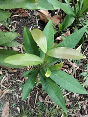 Syzygium samarangense