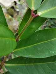 Syzygium samarangense