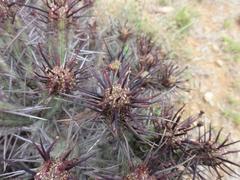 Euphorbia heptagona