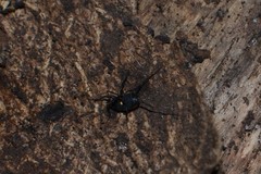 Nemastoma