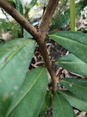 Syzygium samarangense