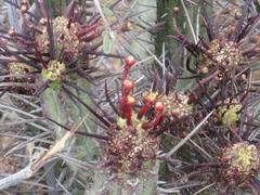 Euphorbia heptagona