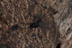 Nemastoma