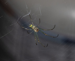 Leucauge venusta