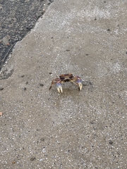Chasmagnathus convexus