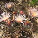 Mesembryanthemum grossum - Photo (c) douglaseustonbrown, algunos derechos reservados (CC BY-SA), subido por douglaseustonbrown