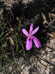 Pelargonium coronopifolium