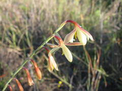 Hesperantha radiata