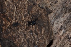 Nemastoma