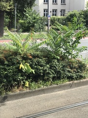 Ailanthus altissima
