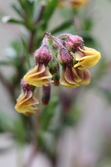 Hermannia joubertiana