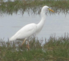 Ardea intermedia brachyrhyncha