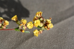 Hermannia joubertiana