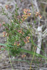 Hermannia joubertiana